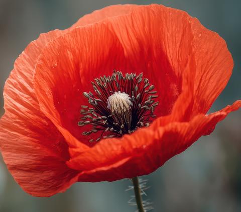 Personalise a poppy anzac day forest hill chase