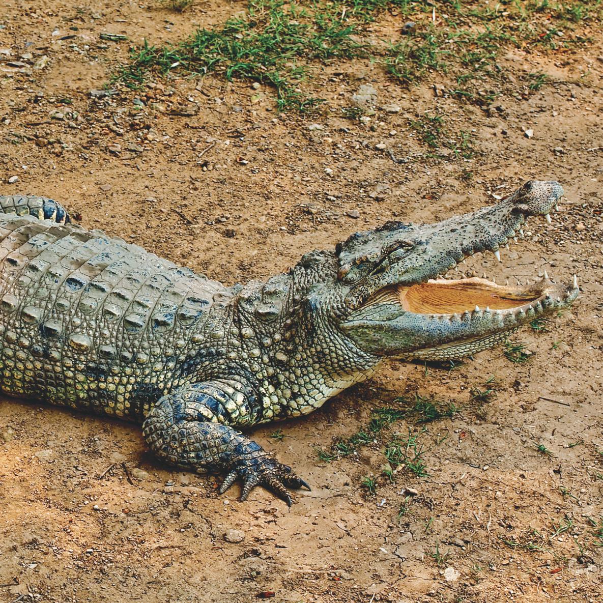 Forest Hill Chase Reptile Encounters shows January school holidays