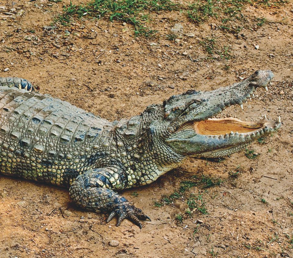 Forest Hill Chase Reptile Encounters shows January school holidays